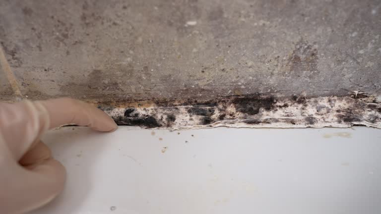 Reliable Mount Cob, PA Mold Removal Solutions